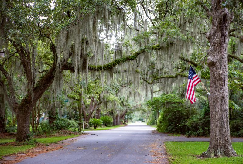 Spanish Moss Treatment in Reno, NV